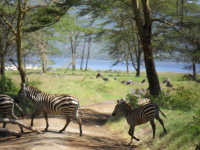 Zebras überqueren eine Furt im Park mit Bäumen
