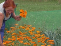 Doris Kratkey auf ihrem Ringelblumenfeld